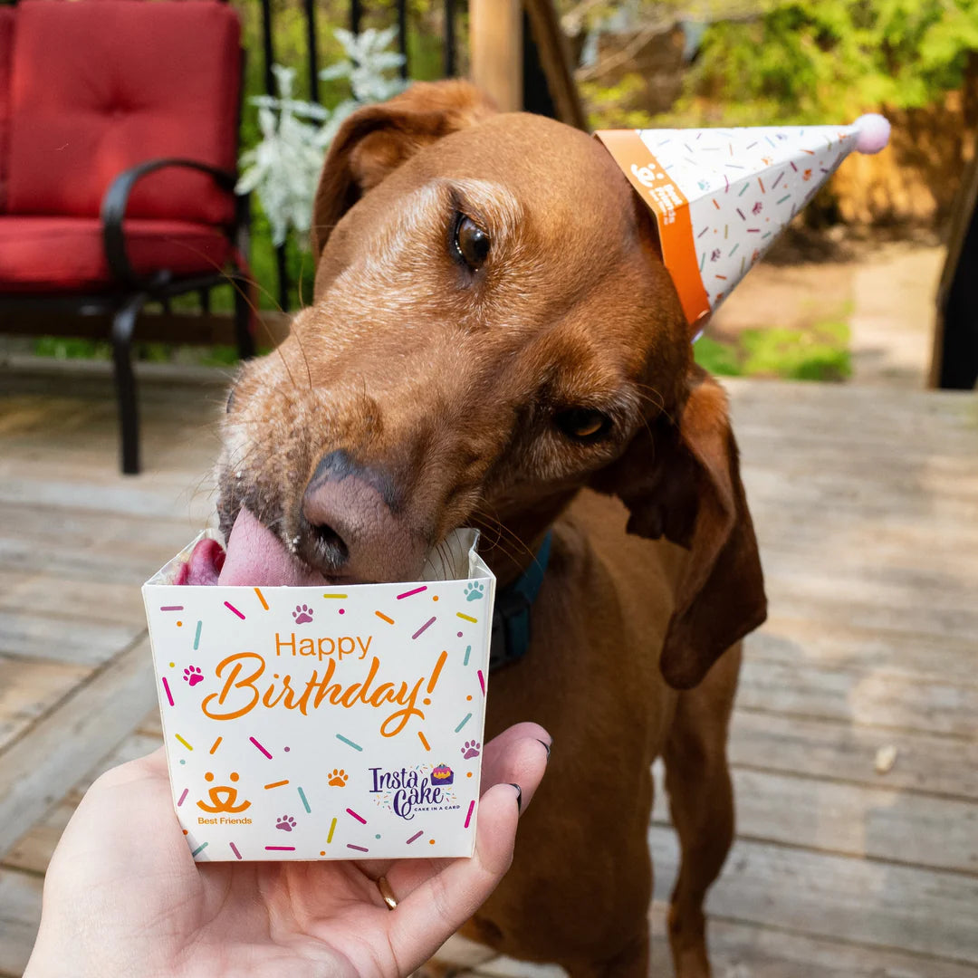 Pet Celebration Cake Kit